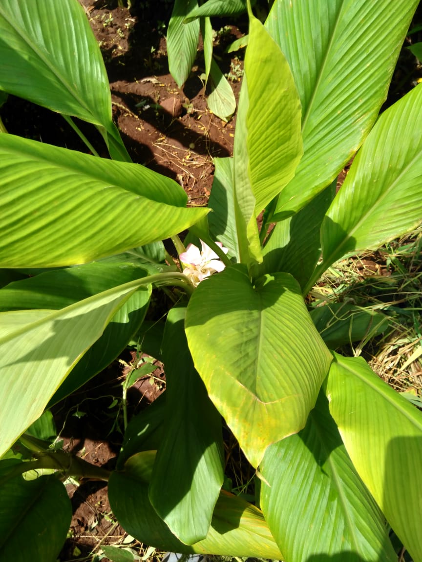 IMG-20190913-WA0024