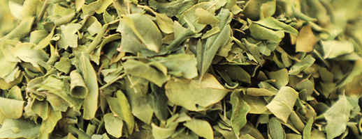 moringa