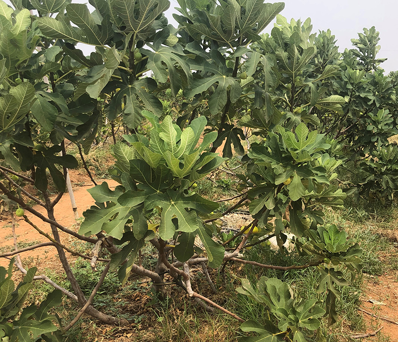 fig1